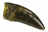 Serrated, Tyrannosaur (Nanotyrannus?) Tooth - Montana #129373-1